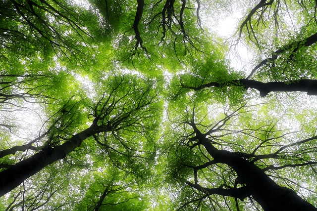 Shot of trees from below